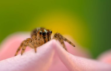 İnanılmaz renkli ve detaylı bir örümceğin fotoğrafı. Doğal arka plan. Zıplayan örümcek.