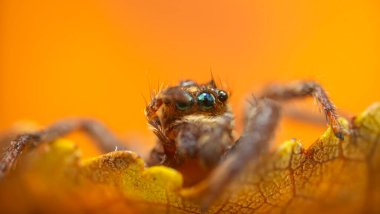İnanılmaz renkli ve detaylı bir örümceğin fotoğrafı. Doğal arka plan. Zıplayan örümcek.