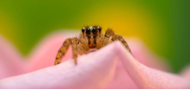 İnanılmaz renkli ve detaylı bir örümceğin fotoğrafı. Doğal arka plan. Zıplayan örümcek.