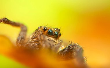 İnanılmaz renkli ve detaylı bir örümceğin fotoğrafı. Doğal arka plan. Zıplayan örümcek.