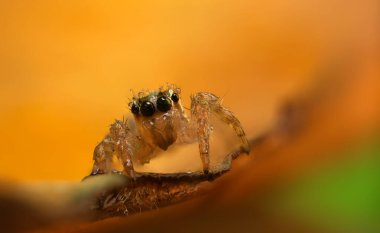 İnanılmaz renkli ve detaylı bir örümceğin fotoğrafı. Doğal arka plan. Zıplayan örümcek.