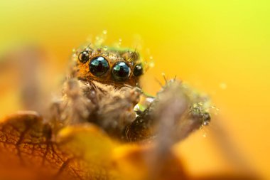 İnanılmaz renkli ve detaylı bir örümceğin fotoğrafı. Doğal arka plan. Zıplayan örümcek.