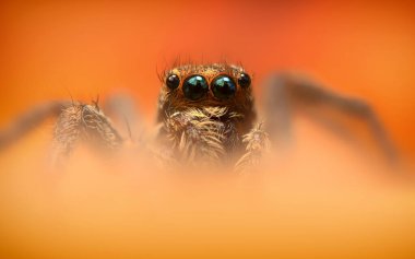 Bir örümceğin güzel yakın plan fotoğrafı. Doğal renk arkaplanı.