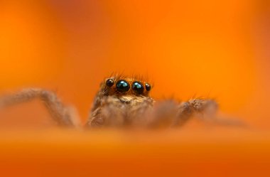Bir örümceğin güzel yakın plan fotoğrafı. Doğal renk arkaplanı.
