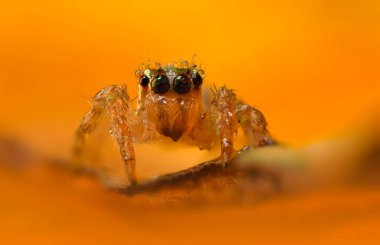 Bir örümceğin güzel yakın plan fotoğrafı. Doğal renk arkaplanı.
