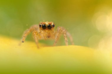 Bir örümceğin güzel yakın plan fotoğrafı. Doğal renk arkaplanı.