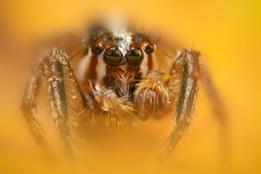 Bir örümceğin güzel yakın plan fotoğrafı. Doğal renk arkaplanı.
