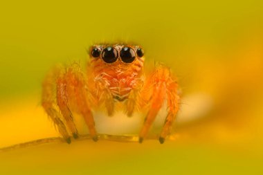 Bir örümceğin güzel yakın plan fotoğrafı. Doğal renk arkaplanı.
