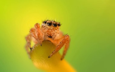 Bir örümceğin güzel yakın plan fotoğrafı. Doğal renk arkaplanı.