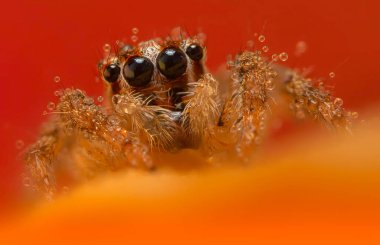 Bir örümceğin güzel yakın plan fotoğrafı. Doğal renk arkaplanı.