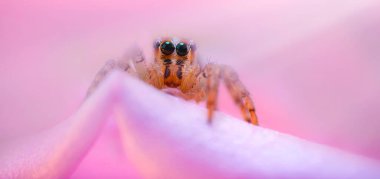 Bir örümceğin güzel yakın plan fotoğrafı. Doğal renk arkaplanı.