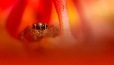 Bir örümceğin güzel yakın plan fotoğrafı. Doğal renk arkaplanı.