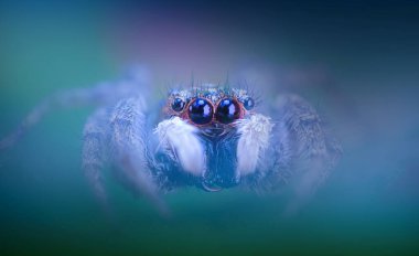 Bir örümceğin güzel yakın plan fotoğrafı. Doğal renk arkaplanı.