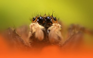 Bir örümceğin güzel yakın plan fotoğrafı. Doğal renk arkaplanı.