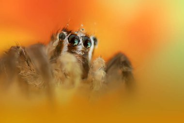 Bir örümceğin güzel yakın plan fotoğrafı. Doğal renk arkaplanı.