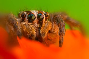 Bir örümceğin güzel yakın plan fotoğrafı. Doğal renk arkaplanı.