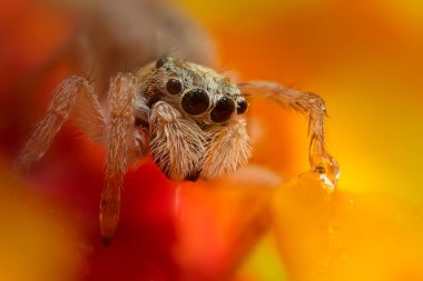 Bir örümceğin güzel yakın plan fotoğrafı. Doğal renk arkaplanı. Zıplayan örümcek.