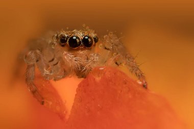 Bir örümceğin güzel yakın plan fotoğrafı. Doğal renk arkaplanı. Zıplayan örümcek.