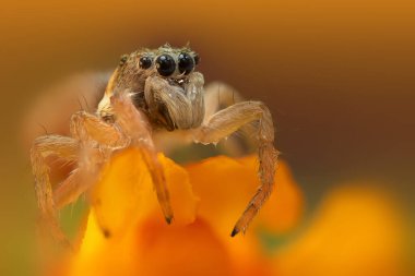 Bir örümceğin güzel yakın plan fotoğrafı. Doğal renk arkaplanı. Zıplayan örümcek.