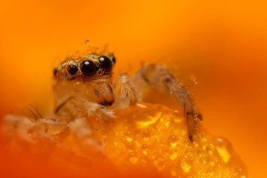 Bir örümceğin güzel yakın plan fotoğrafı. Doğal renk arkaplanı. Zıplayan örümcek.