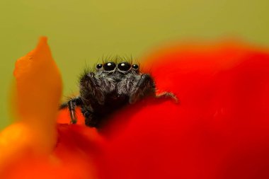 Bir örümceğin güzel yakın plan fotoğrafı. Doğal renk arkaplanı. Zıplayan örümcek.
