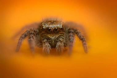Bir örümceğin estetik açıdan hoş ve etkileyici yakın plan fotoğrafı. Örümcek türü, zıplayan örümcek. Doğal arkaplan.