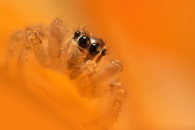 Bir örümceğin estetik açıdan hoş ve etkileyici yakın plan fotoğrafı. Örümcek türü, zıplayan örümcek. Doğal arkaplan.