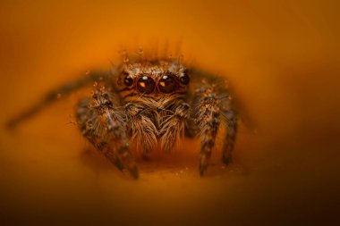 Bir örümceğin estetik açıdan hoş ve etkileyici yakın plan fotoğrafı. Örümcek türü, zıplayan örümcek. Doğal arkaplan.