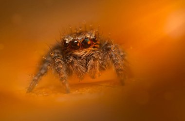 Bir örümceğin estetik açıdan hoş ve etkileyici yakın plan fotoğrafı. Örümcek türü, zıplayan örümcek. Doğal arkaplan.