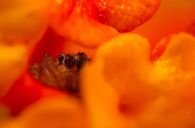 Bir örümceğin estetik açıdan hoş ve etkileyici yakın plan fotoğrafı. Örümcek türü, zıplayan örümcek. Doğal arkaplan.