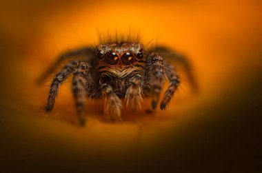 Bir örümceğin estetik açıdan hoş ve etkileyici yakın plan fotoğrafı. Örümcek türü, zıplayan örümcek. Doğal arkaplan.