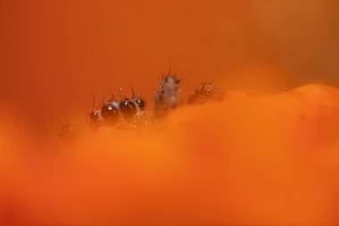 Bir örümceğin estetik açıdan hoş ve etkileyici yakın plan fotoğrafı. Örümcek türü, zıplayan örümcek. Doğal arkaplan.