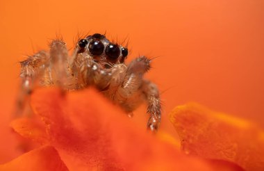 Bir örümceğin estetik açıdan hoş ve etkileyici yakın plan fotoğrafı. Örümcek türü, zıplayan örümcek. Doğal arkaplan.