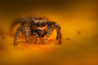 Bir örümceğin estetik açıdan hoş ve etkileyici yakın plan fotoğrafı. Örümcek türü, zıplayan örümcek. Doğal arkaplan.