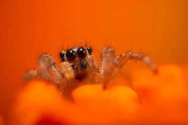 Bir örümceğin estetik açıdan hoş ve etkileyici yakın plan fotoğrafı. Örümcek türü, zıplayan örümcek. Doğal arkaplan.