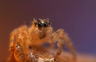 Bir örümceğin estetik açıdan hoş ve etkileyici yakın plan fotoğrafı. Örümcek türü, zıplayan örümcek. Doğal arkaplan.