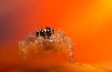Bir örümceğin estetik açıdan hoş ve etkileyici yakın plan fotoğrafı. Örümcek türü, zıplayan örümcek. Doğal arkaplan.