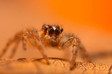 Bir örümceğin estetik açıdan hoş ve etkileyici yakın plan fotoğrafı. Örümcek türü, zıplayan örümcek. Doğal arkaplan.