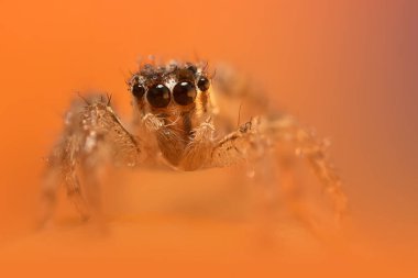 Bir örümceğin estetik açıdan hoş ve etkileyici yakın plan fotoğrafı. Örümcek türü, zıplayan örümcek. Doğal arkaplan.