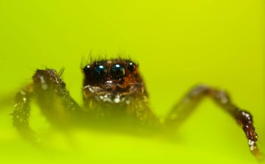 Bir örümceğin estetik açıdan hoş ve etkileyici yakın plan fotoğrafı. Örümcek türü, zıplayan örümcek. Doğal arkaplan.
