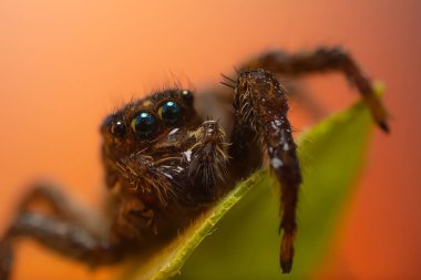 Bir örümceğin estetik açıdan hoş ve etkileyici yakın plan fotoğrafı. Örümcek türü, zıplayan örümcek. Doğal arkaplan.