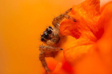 Bir örümceğin estetik açıdan hoş ve etkileyici yakın plan fotoğrafı. Örümcek türü, zıplayan örümcek. Doğal arkaplan.
