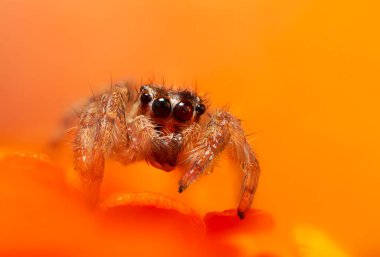 Bir örümceğin estetik açıdan hoş ve etkileyici yakın plan fotoğrafı. Örümcek türü, zıplayan örümcek. Doğal arkaplan.