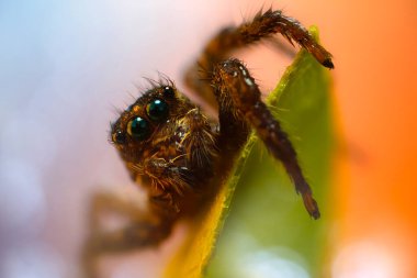 Bir örümceğin estetik açıdan hoş ve etkileyici yakın plan fotoğrafı. Örümcek türü, zıplayan örümcek. Doğal arkaplan.