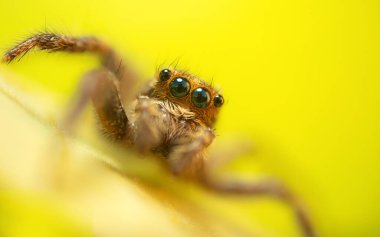 Bir örümceğin estetik açıdan hoş ve etkileyici yakın plan fotoğrafı. Örümcek türü, zıplayan örümcek. Doğal arkaplan.