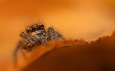 Bir örümceğin estetik açıdan hoş ve göze çarpan bir fotoğrafı ve sıcak renklerin hakim olduğu bir arka plan. Örümcek türü zıplayan bir örümcektir. Doğal arkaplan. 