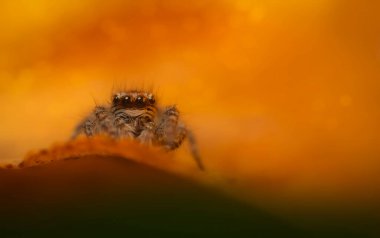 Bir örümceğin estetik açıdan hoş ve göze çarpan bir fotoğrafı ve sıcak renklerin hakim olduğu bir arka plan. Örümcek türü zıplayan bir örümcektir. Doğal arkaplan. 