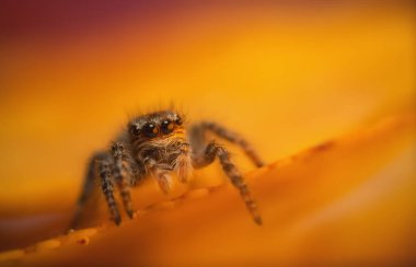 Bir örümceğin estetik açıdan hoş ve göze çarpan bir fotoğrafı ve sıcak renklerin hakim olduğu bir arka plan. Örümcek türü zıplayan bir örümcektir. Doğal arkaplan. 