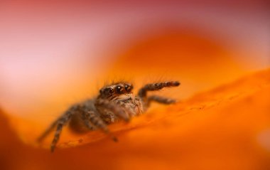 Bir örümceğin estetik açıdan hoş ve göze çarpan bir fotoğrafı ve sıcak renklerin hakim olduğu bir arka plan. Örümcek türü zıplayan bir örümcektir. Doğal arkaplan. 