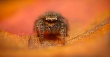 Bir örümceğin estetik açıdan hoş ve göze çarpan bir fotoğrafı ve sıcak renklerin hakim olduğu bir arka plan. Örümcek türü zıplayan bir örümcektir. Doğal arkaplan. 